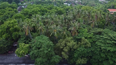 Aerial-view-of-rainforest-on-shoreline
