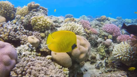 Bluecheek-butterflyfish-swimming-in-a-colorful-coral-reef,-slow-motion