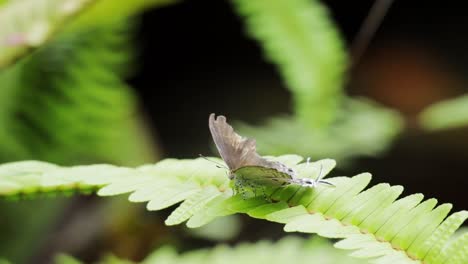 Tajuria-moth-sitting-on-leaf