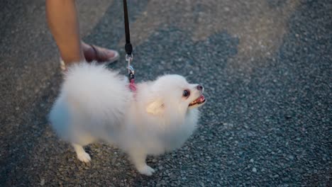 Adorable-Pomeranian-Dog-In-Leash-With-Its-Owner-Standing-Outdoor-Against-Sunlight-At-Sunset