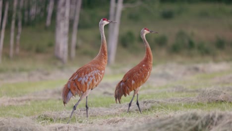 Blue-and-red-Sandhill-Crane-walks-through-tall-prairie-grass-on-the-outskirts-of-a-forest