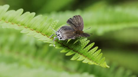 Tajuria-Motte-Thront-Auf-Farnpflanzen-Und-Fliegt-Weg,-Tiefer-Fokus