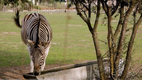 Frontal-shot-of-striking-zebra-drinking-at-trough-flicking-its-tail