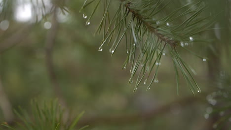 Close-Up-Rain-drops-on-Green-wet-Branch-Of-A-Fur-Or-Pine-tree,-Forest-Macro
