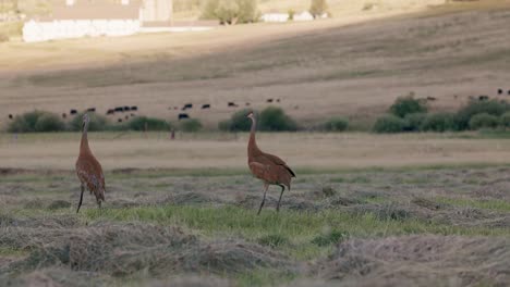 Two-blue-and-red-Sandhill-Crane-flap-their-wings-and-play-in-a-freshly-cut-field-in-slow-motion-1