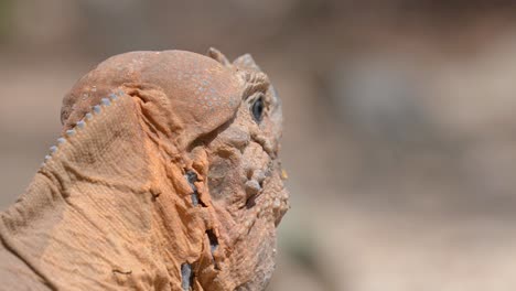 Close-Up-Of-A-Rhinoceros-Iguana's-Head-In-Sunlight