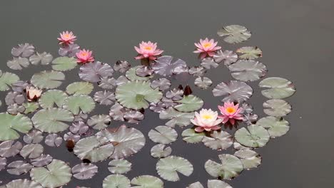Waterlily--plant-on-pond-water-surface