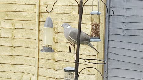 Pigeon-on-a-garden-bird-feeder-station-stretching-to-reach-seed-in-a-hanging-feeder-during-a-snow-flurry-in-UK-Feb-2022