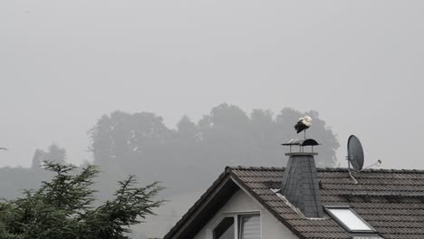 Large-black-and-white-stork-standing-on-top-of-a-chimney-on-a-grey-and-gloomy-day-in-eastern-Europe