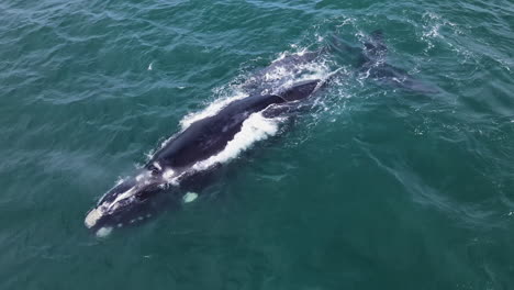 Right-whale-with-newborn-calf-in-Hermanus-coastal-waters