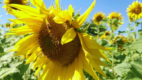 Bees-collecting-pollen-from-a-large-sunflower-on-a-sunny-day-at-a-plantation