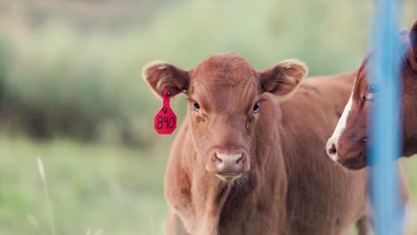 Junge-Braune-Kuh-Weidet-Grasbewachsenes-Feld,-Während-Sie-In-Zeitlupe-In-Die-Kamera-Schaut