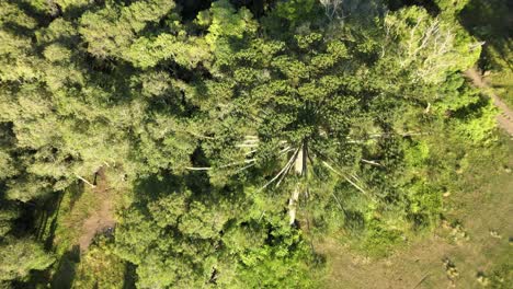 Drone-view-over-a-forest-with-a-Brazilian-pine-tree-typical-of-southern-Brazil