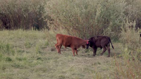 Two-young-brown-cows-chase-each-other-and-play-in-field