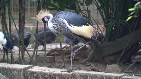 Sleeping-grey-crowned-crane,-psittacus-erithacus-fluff-up-its-feathers,-gracefully-standing-with-one-leg-at-bird-sanctuary,-wildlife-park