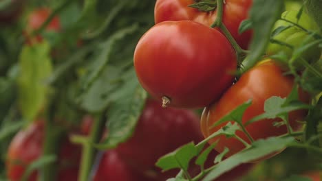 Tomates-En-Diferentes-Colores-Con-Diferentes-Especies