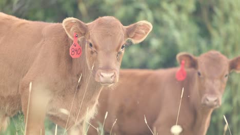 Two-young-brown-cows-stare-into-the-camera