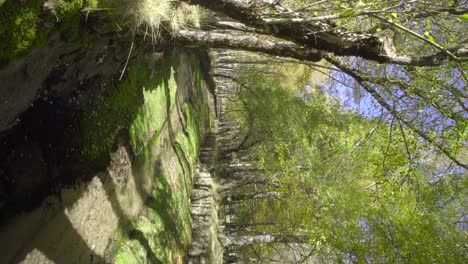 River-in-a-green-forest,-in-Serra-da-Estrela,-Portugal-on-Vertical