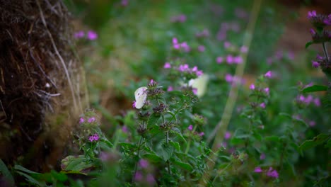 Close-up-of-a-white-butterfly-flying-in-slow-motion-in-nature-in-4k-7