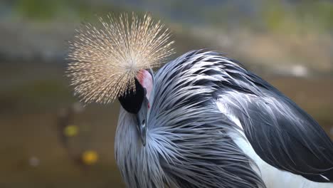 Beautiful-grey-crowned-crane,-balearica-regulorum-fluff-up-its-feathers-by-the-riverside,-relaxing-in-the-afternoon,-wildlife-close-up-details-shot