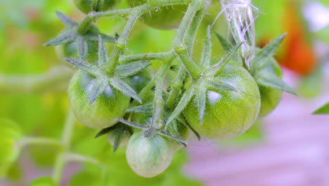 Bunch-of-green-tomatoes-on-a-self-set-plant