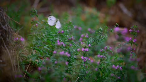 Nahaufnahme-Eines-Weißen-Schmetterlings,-Der-In-Zeitlupe-In-Der-Natur-In-4k-Fliegt-6