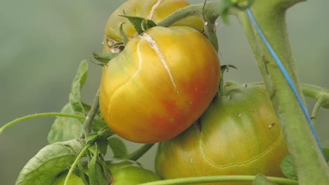 Tomaten-In-Verschiedenen-Farben-Mit-Verschiedenen-Arten-9