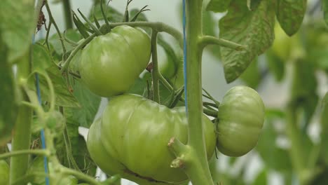 Tomaten-In-Verschiedenen-Farben-Mit-Verschiedenen-Arten-17