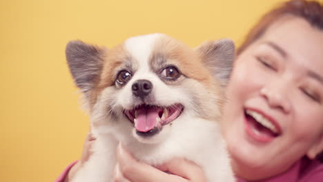 Young-woman-playing-with-chihuahua-mix-pomeranian-dogs-for-relaxation-on-bright-yellow-background