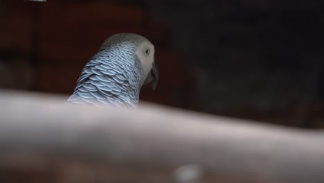 Shy-Congo-African-grey-parrot,-psittacus-erithacus,-hiding-and-avoiding-eye-contact-at-bird-sanctuary,-wildlife-close-up-shot