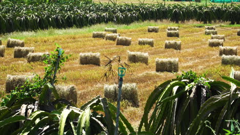 Gimbal-shot-of-field-with-hays-among-dragon-fruit-plantation,-Vietnam