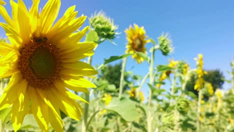 Bee-crawling-over-the-pistil-of-a-north-facing-sunflower-underneath-a-clear-blue-sky