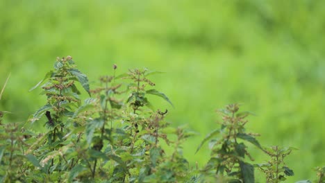 A-close-up-shot-of-the-nettle-thickets-on-the-blurry-background