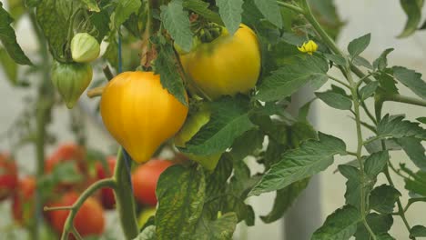 Tomaten-In-Verschiedenen-Farben-Mit-Verschiedenen-Arten-15