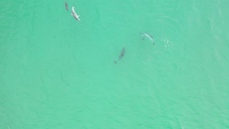 Aerial-view-of-a-pod-of-dolphins-gently-swimming-in-the-crystal-clear-waters-of-the-Pacific-Ocean-3