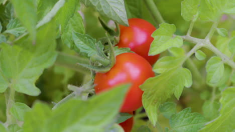 Dos-Tomates-Rojos-Que-Crecen-En-Una-Planta-Autoestable