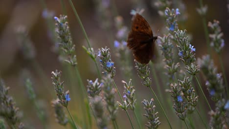 Nahaufnahme-Eines-Weißen-Schmetterlings,-Der-In-Zeitlupe-In-Der-Natur-In-4k-Fliegt-5