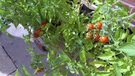 Tomates-Autoestablecidos-Que-Crecen-En-Una-Caja-De-Madera-En-Un-Patio