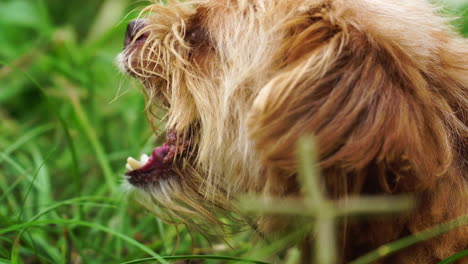 Close-up-gimbal-shot-of-beige-dog-head-eating-piece-of-meat-outdoors