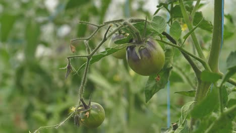 Tomaten-In-Verschiedenen-Farben-Mit-Verschiedenen-Arten-8