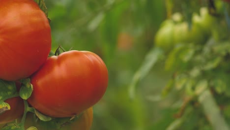 Tomaten-In-Verschiedenen-Farben-Mit-Verschiedenen-Arten-7