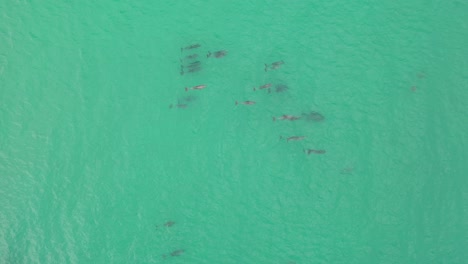 Aerial-view-of-a-pod-of-dolphins-gently-swimming-in-the-crystal-clear-waters-of-the-Pacific-Ocean-2