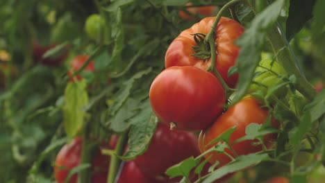 Tomaten-In-Verschiedenen-Farben-Mit-Verschiedenen-Arten-14