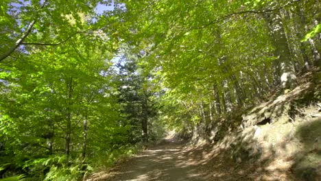 Caminando-En-Un-Bosque-Verde