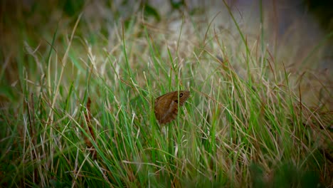 Close-up-video-of-a-butterfly-in-the-grass-in-slow-motion-1