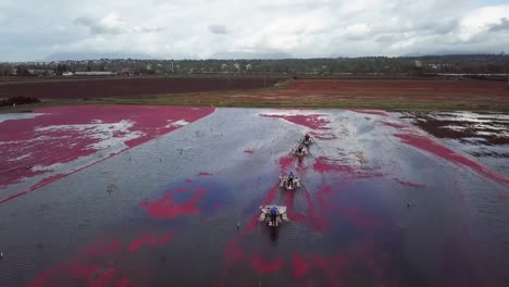Queue-of-picking-machines-in-flooded-cranberry-field-during-harvest-season,-aerial-dolly-in-shot