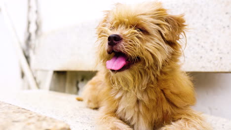 Brown-Norfolk-Terrier-Sticking-Out-Its-Tongue-While-Lying-On-The-Bench