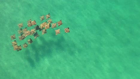 Aerial-view-of-a-pod-of-ray-swimming-and-gently-migrating-in-the-crystal-clear-waters-of-the-Pacific-Ocean-2
