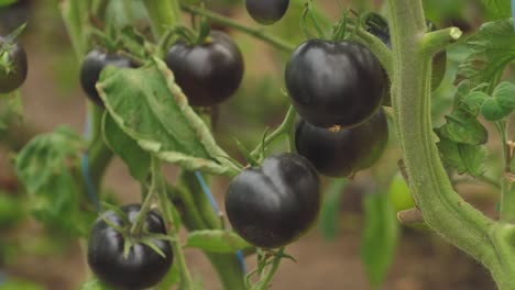 Tomaten-In-Verschiedenen-Farben-Mit-Verschiedenen-Arten-12