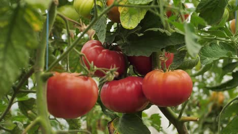 Tomatoes-in-different-colors-with-different-species-2